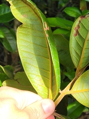 Myrcia fenzliana