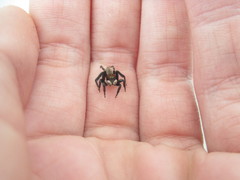 Maratus