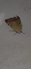 Ophiusa tirhaca