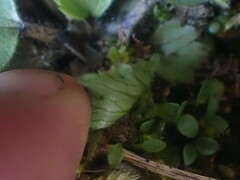 Ranunculus royi