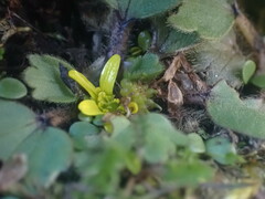 Ranunculus royi