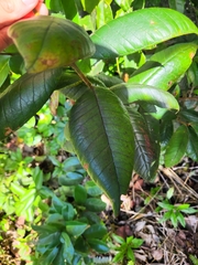 Myrcia fenzliana