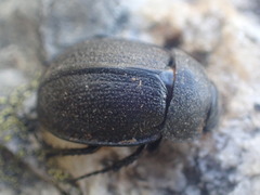 Scythrodes squalidus