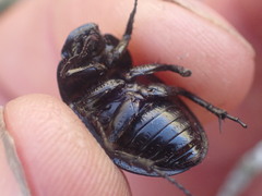 Scythrodes squalidus