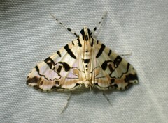 Conchylodes salamisalis