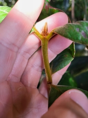 Myrcia fenzliana