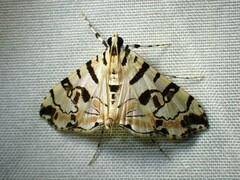 Conchylodes salamisalis