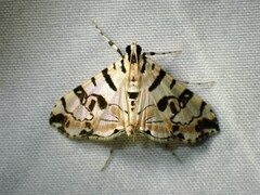 Conchylodes salamisalis