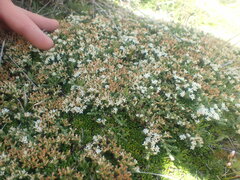 Kelleria dieffenbachii