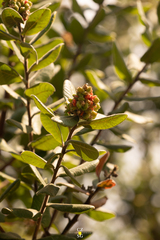 Rhus standleyi