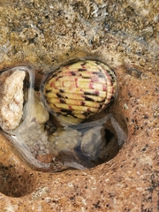 Nerita versicolor