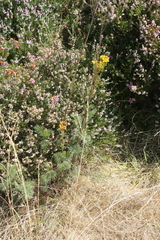 Jacobaea adonidifolia