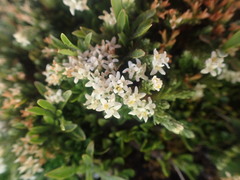 Kelleria dieffenbachii