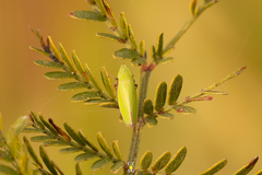 Draeculacephala minerva