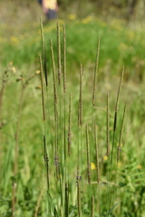 Alopecurus myosuroides