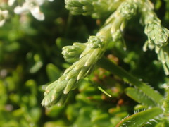 Kelleria dieffenbachii