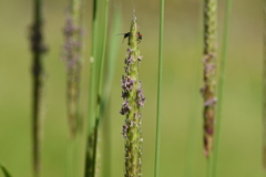 Alopecurus myosuroides