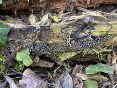 Physarum leucophaeum