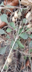 Silene nutans