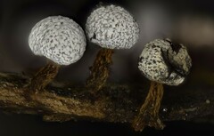 Physarum leucophaeum