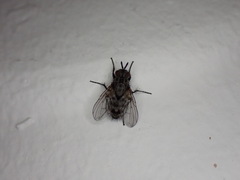 Triarthria setipennis