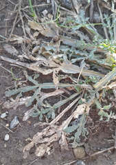 Reseda lutea