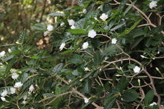 Tabernaemontana divaricata