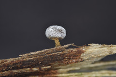 Physarum leucophaeum