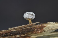 Physarum leucophaeum