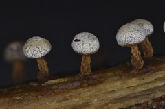 Physarum leucophaeum