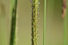 Alopecurus myosuroides