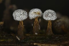 Physarum leucophaeum