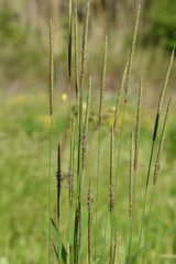 Alopecurus myosuroides