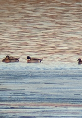 Anas platyrhynchos × acuta