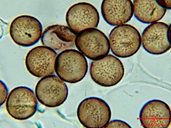 Physarum leucophaeum