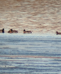 Anas platyrhynchos × acuta