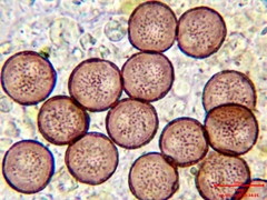 Physarum leucophaeum