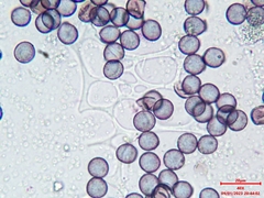 Physarum leucophaeum