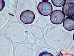 Physarum leucophaeum