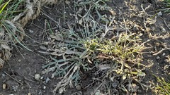 Reseda lutea