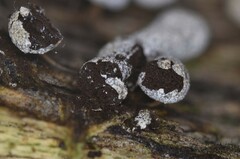 Physarum leucophaeum