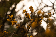 Vachellia schaffneri