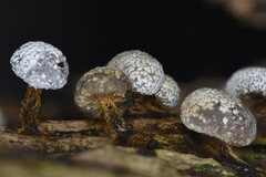 Physarum leucophaeum