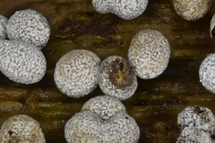 Physarum leucophaeum