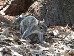 Sciurus colliaei