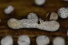 Physarum leucophaeum