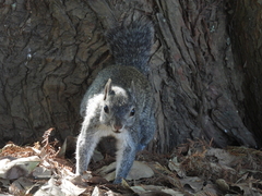 Sciurus colliaei