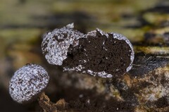 Physarum leucophaeum