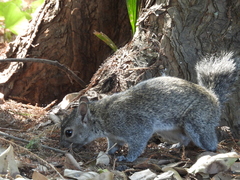 Sciurus colliaei