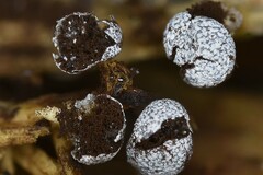 Physarum leucophaeum